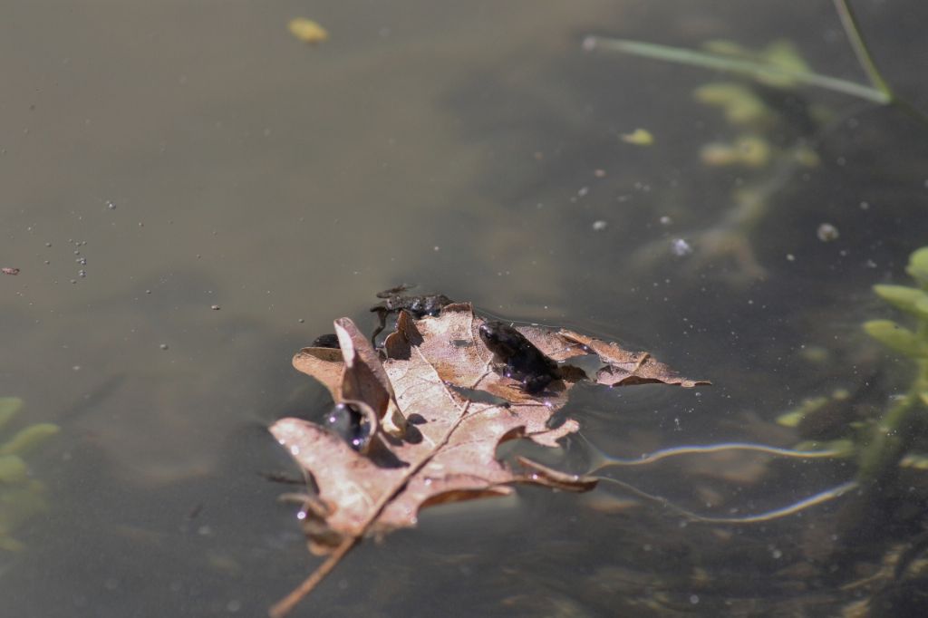 Girini e piccoli adulti di Bufo bufo